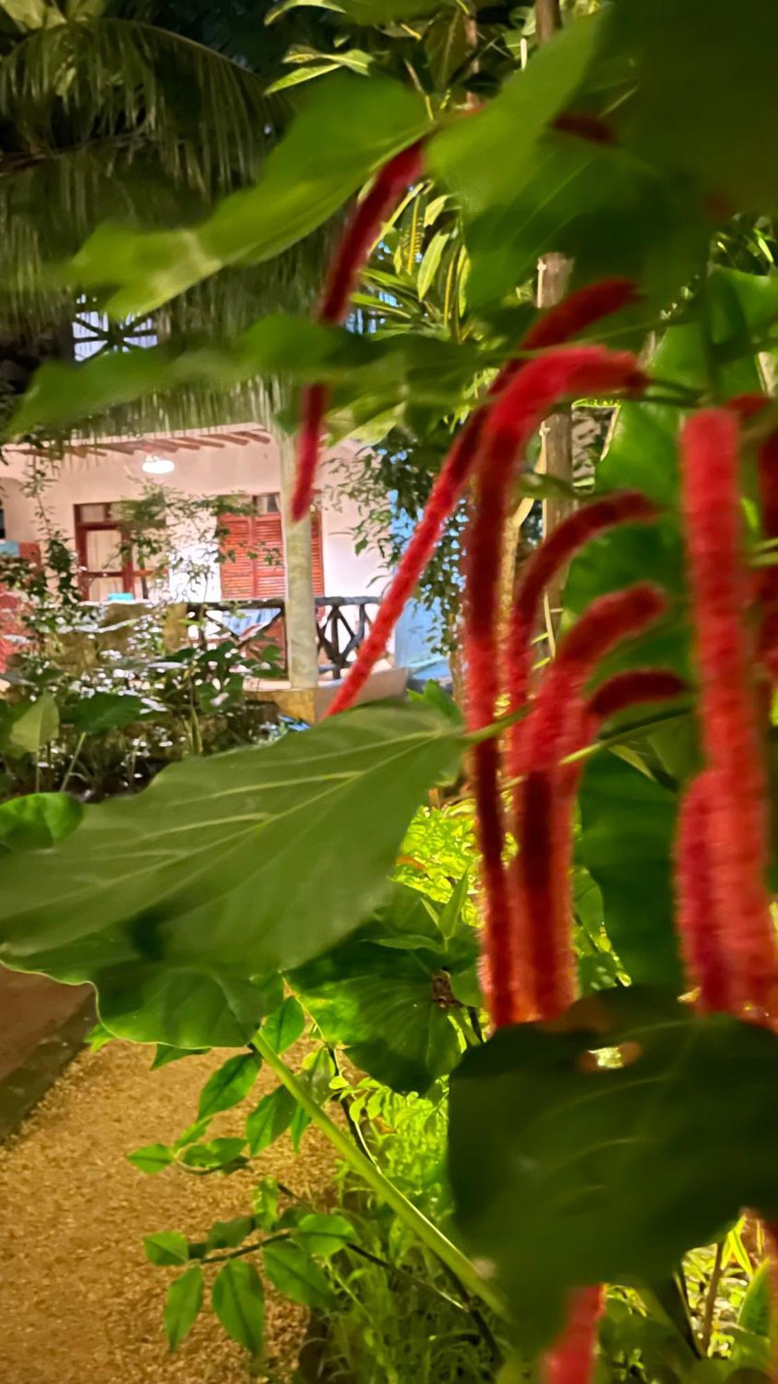Atii Garden Bungalows Нунгви Экстерьер фото