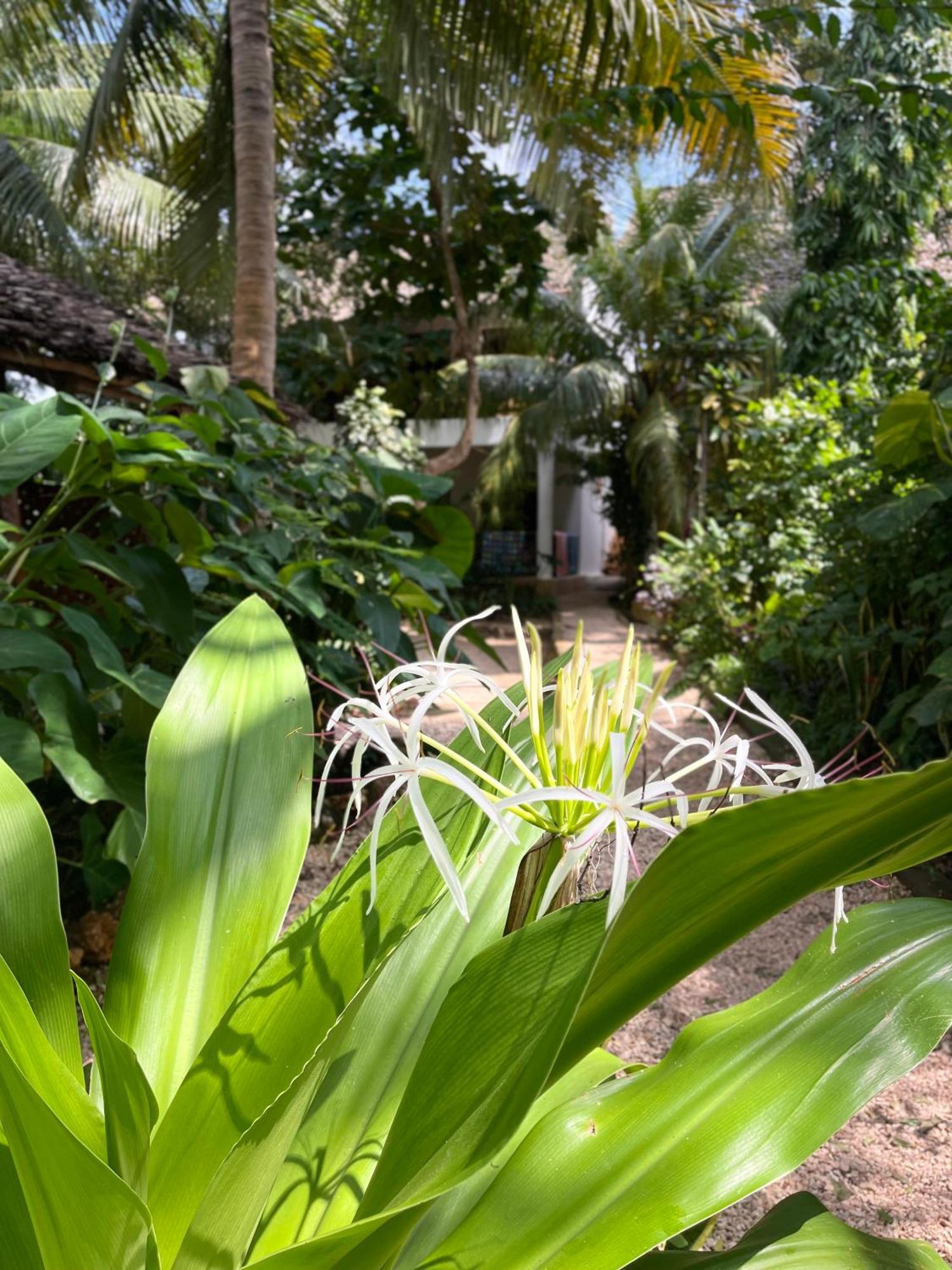 Atii Garden Bungalows Нунгви Экстерьер фото